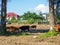 A cow grazes on the outskirts of the city. Cows are walking along the road. No shepherd