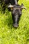 Cow grazes in a pasture.