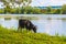 Cow grazes on the river bank in sunny weather_