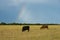 Cow grazing in the Argentine countryside, Buenos Aires