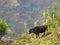 Cow Grazing in Banos, Ecuador