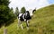 cow grazing in the Bavarian Alps, Nesselwang, Allgaeu or Allgau, Germany