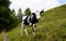 cow grazing in the Bavarian Alps, Nesselwang, Allgaeu or Allgau, Germany