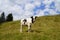 cow grazing by in the Bavarian Alps, Nesselwang, Allgaeu or Allgau, Germany