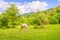 Cow grazing on a beautiful summer day