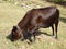 A cow grazing on bequia.