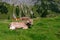 Cow are grazing. Cattle pasture in a grass field.