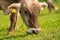 Cow are grazing. Cattle pasture in a grass field.