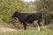 Cow grazing closeup