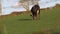 Cow grazing in farmers field