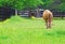 Cow grazing in a farmers field