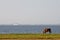 Cow grazing in a farmland near water