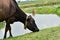 A cow grazing in a field beside a pond in a village