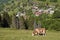 Cow grazing in French Alps