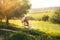 Cow grazing on a fresh grass. Landscape with grass field, olive trees, animal and beautiful sunset. Moroccan nature