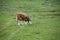 Cow grazing fresh green grass