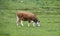 Cow grazing fresh green grass