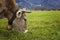 Cow grazing on fresh green meadow, in front of Neuschwanstein Castle, Fussen, Germany