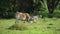 Cow grazing grass with cattle egret