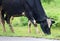 Cow grazing on grass by the side of the road