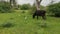 Cow grazing in grassland and heron Birds eating insects from grass