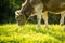 Cow grazing on a green alpine meadow