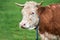 Cow grazing on a green field