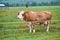 Cow grazing on a green field