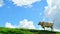 Cow grazing on green hill top in mountains on background of beautiful summer clouds