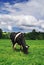 Cow grazing on a green summer meadow. Livestock in the pastures near Porva, Vinye in Bakony Mountain and Forest, Hungary.