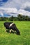 Cow grazing on a green summer meadow. Livestock in the pastures near Porva, Vinye in Bakony Mountain and Forest, Hungary.