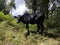 Cow grazing inside the Elephant Hills in the Aberdare Range forest in Nairobi Kenya