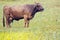 Cow grazing on a lovely green pasture. A brown cow grazes in a m