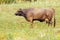 Cow grazing on a lovely green pasture. A brown cow grazes in a meadow near a mountain on a summer day. Cow on a chain grazes in