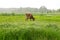 A cow grazing on a luscious green meadow in the rain