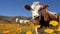 Cow grazing on lush green field in serene countryside with vibrant wildflowers and clear blue sky.