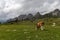 Cow grazing on lush pasture in the Dolomites, Italy near Tre Cime di Lavaredo