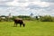 Cow grazing in a meadow on a background of churches. Suzdal Russia