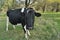 Cow grazing in the meadow. Closeup. Farm Animals