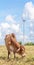 Cow grazing on meadow near the big windmill in wind farm electricity plant.