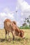 Cow is grazing on meadow near the big windmill in wind farm electricity plant.