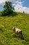 Cow grazing in a meadow in a rural hilly area