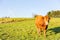 Cow grazing on meadow and wind turbines in background rural land