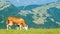 Cow grazing on Mount Baldo in Malcesine