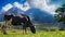 cow grazing in mountain ground