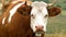 Cow Grazing in Mountains Agriculture Field, Beef Portrait Pasturing on Meadow, Animals in Pasture Farming, Countryside Village