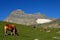 Cow grazing near Beautiful mountains and meadows in Sonamarg, Kashmir, India