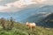 Cow grazing in the pasture near the Pla D Adet ski resort