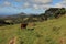 Cow grazing in a pasture on St Helena Island