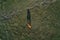 Cow grazing on pastureland meadow and casting shadow on the grass field